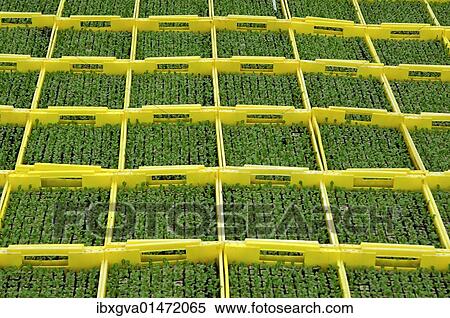 Stock Photography - "Seedlings in seed boxes in a greenhouse, nursery". Fotosearch