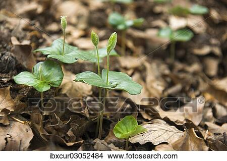 Picture - "Seedlings of a European Beech (Fagus sylvatica), Thuringia, Germany, Europe". Fotosearch