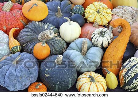 "Selection of different varieties of pumpkin, Red Wart, Muscat de Provence, Patisson or Pattypan Squash, Queensland Blue, Puccini, Yellow Slimmer Crookneck, Acorn Cream of the Crop, Tristar" View Large Photo Image Stock Image - "Selection of different varieties of pumpkin, Red Wart, Muscat de Provence, Patisson or Pattypan Squash, Queensland Blue, Puccini, Yellow Slimmer Crookneck, Acorn Cream of the Crop, Tristar". Fotosearch