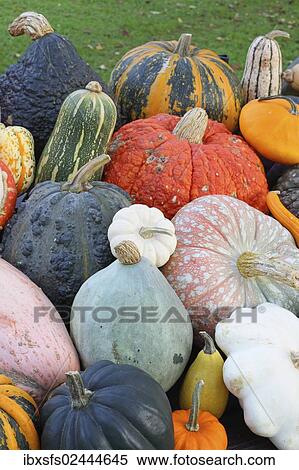 "Selection of different varieties of pumpkin in autumn, Styrian Oil Pumpkin, Chicago Warted Hubbard, Red Wart, Barbara Butternut, Turkish Turban, Hubbard Blue Ballet, Patisson or Pattypan Squash" View Large Photo Image Stock Photography - "Selection of different varieties of pumpkin in autumn, Styrian Oil Pumpkin, Chicago Warted Hubbard, Red Wart, Barbara Butternut, Turkish Turban, Hubbard Blue Ballet, Patisson or Pattypan Squash". Fotosearch