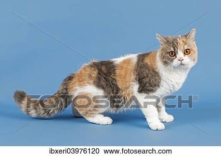 Stock Image - "Selkirk Rex cat, 1 year, color Blue Spotted Torbie White". Fotosearch