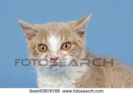 "Selkirk Rex kitten, 10 weeks, color Lilac Mackerel Tabby White" View Large Photo Image Stock Photograph - "Selkirk Rex kitten, 10 weeks, color Lilac Mackerel Tabby White". Fotosearch