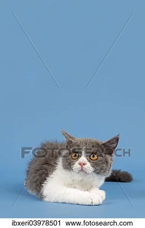 "Selkirk Rex kitten, 10 weeks, colour blue-white" View Large Photo Image Stock Image - "Selkirk Rex kitten, 10 weeks, colour blue-white". Fotosearch
