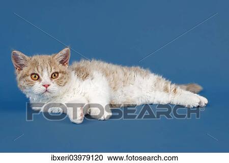 "Selkirk Rex kitten, 10 weeks, colour lilac mackerel tabby white" View Large Photo Image Stock Image - "Selkirk Rex kitten, 10 weeks, colour lilac mackerel tabby white". Fotosearch