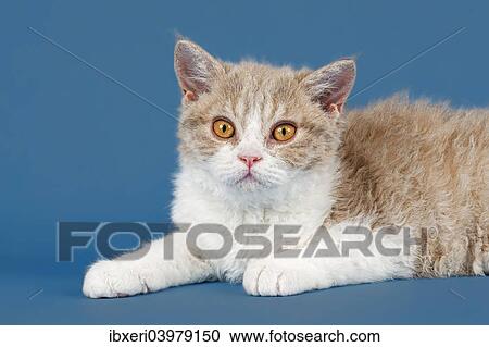 "Selkirk Rex kitten, 10 weeks, colour lilac mackerel tabby white" View Large Photo Image Stock Image - "Selkirk Rex kitten, 10 weeks, colour lilac mackerel tabby white". Fotosearch