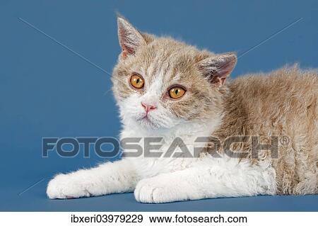 "Selkirk Rex kitten, 10 weeks, colour lilac mackerel tabby white" View Large Photo Image Stock Photo - "Selkirk Rex kitten, 10 weeks, colour lilac mackerel tabby white". Fotosearch