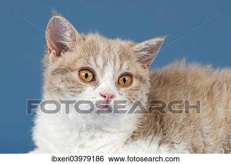 "Selkirk Rex kitten, 10 weeks, colour lilac mackerel tabby white" View Large Photo Image Stock Photograph - "Selkirk Rex kitten, 10 weeks, colour lilac mackerel tabby white". Fotosearch