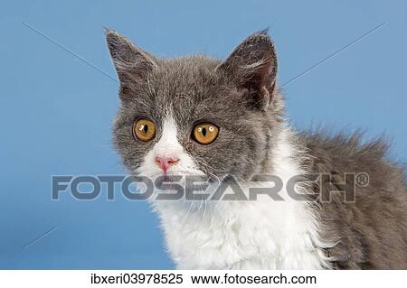 "Selkirk Rex kitten, 10 weeks, colour blue-white" View Large Photo Image Stock Photography - "Selkirk Rex kitten, 10 weeks, colour blue-white". Fotosearch