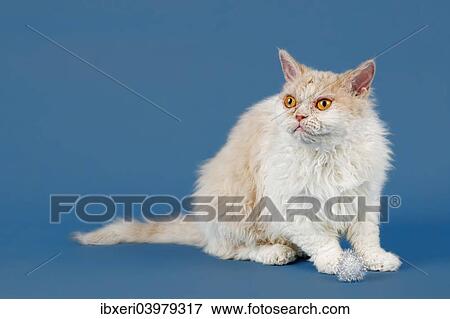 "Selkirk Rex, longhair variety, purebred cat, 1. 5 years, colour fawn tortie white" View Large Photo Image Stock Photo - "Selkirk Rex, longhair variety, purebred cat, 1. 5 years, colour fawn tortie white". Fotosearch