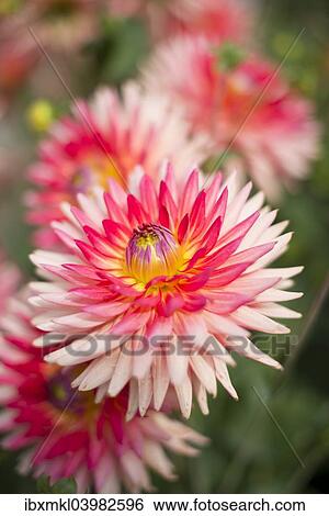 "Semi-cactus Dahlia """"Uckermark"""" (Dahlia), Germany, Europe" View Large Photo Image Stock Photograph - "Semi-cactus Dahlia """"Uckermark"""" (Dahlia), Germany, Europe". Fotosearch