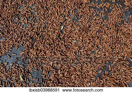 "Semi-dried cloves (Syzygium aromaticum), laid out to dry, Munduk, Bali, Indonesia, Asia" View Large Photo Image Stock Image - "Semi-dried cloves (Syzygium aromaticum), laid out to dry, Munduk, Bali, Indonesia, Asia". Fotosearch