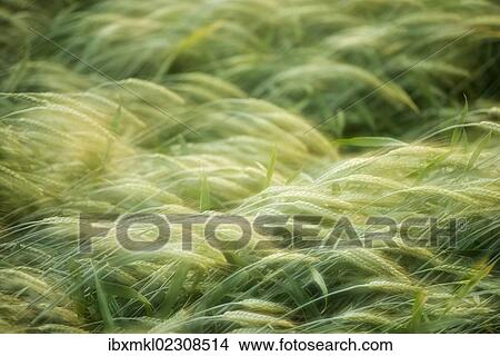 "Semi-mature barley field (Hordeum vulgare), Baden-Wuerttemberg, Germany, Europe" View Large Photo Image Picture - "Semi-mature barley field (Hordeum vulgare), Baden-Wuerttemberg, Germany, Europe". Fotosearch