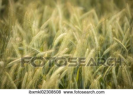 "Semi-mature barley field (Hordeum vulgare), Baden-Wuerttemberg, Germany, Europe" View Large Photo Image Stock Photo - "Semi-mature barley field (Hordeum vulgare), Baden-Wuerttemberg, Germany, Europe". Fotosearch