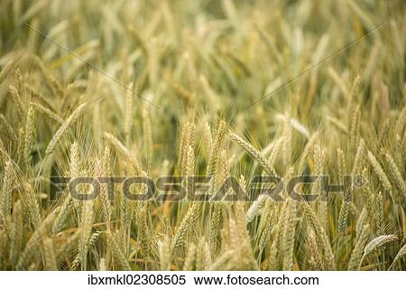 "Semi-mature barley field (Hordeum vulgare), Baden-Wuerttemberg, Germany, Europe" View Large Photo Image Stock Photography - "Semi-mature barley field (Hordeum vulgare), Baden-Wuerttemberg, Germany, Europe". Fotosearch