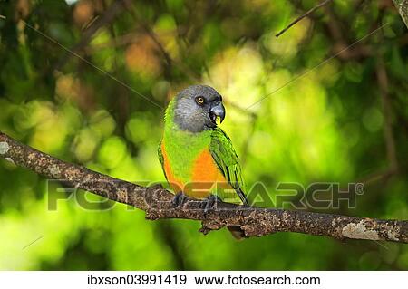 "Senegal Parrot (Poicephalus senegalus), adult, tree, captive" View Large Photo Image Stock Photo - "Senegal Parrot (Poicephalus senegalus), adult, tree, captive". Fotosearch