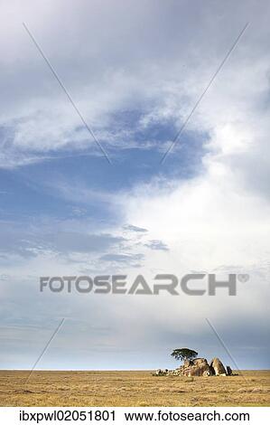 "Serengeti landscape, Tanzania, Africa" View Large Photo Image Stock Image - "Serengeti landscape, Tanzania, Africa". Fotosearch