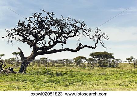 Stock Image - "Serengeti landscape, Tanzania, Africa". Fotosearch