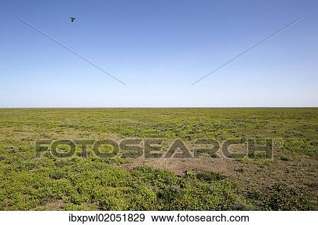 Stock Photo - "Serengeti, Tanzania, Africa". Fotosearch