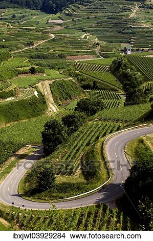 "Serpentine road in the vineyards, Oberbergen, Vogtsburg, Kaiserstuhl, Black Forest, Baden-Wurttemberg, Germany, Europe" View Large Photo Image Picture - "Serpentine road in the vineyards, Oberbergen, Vogtsburg, Kaiserstuhl, Black Forest, Baden-Wurttemberg, Germany, Europe". Fotosearch