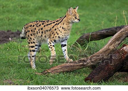 Stock Image - "Serval (Leptailurus serval), adult, stalking, captive, Western Cape, South Africa, Africa". Fotosearch