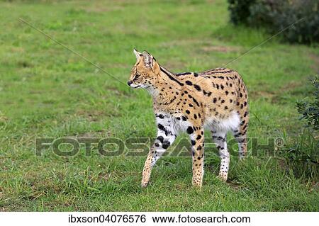 "Serval (Leptailurus serval), adult, stalking, captive, Western Cape, South Africa, Africa" View Large Photo Image Stock Photograph - "Serval (Leptailurus serval), adult, stalking, captive, Western Cape, South Africa, Africa". Fotosearch