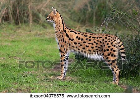 "Serval (Leptailurus serval), adult, captive, Western Cape, South Africa, Africa" View Large Photo Image Stock Photography - "Serval (Leptailurus serval), adult, captive, Western Cape, South Africa, Africa". Fotosearch