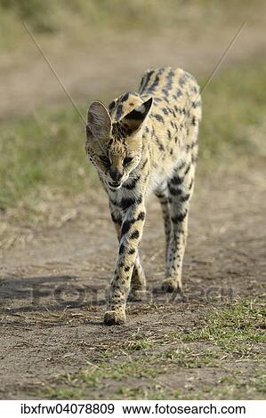 "Serval (Leptailurus serval), female, walking, Maasai Mara, Kenya, Africa" View Large Photo Image Stock Photo - "Serval (Leptailurus serval), female, walking, Maasai Mara, Kenya, Africa". Fotosearch