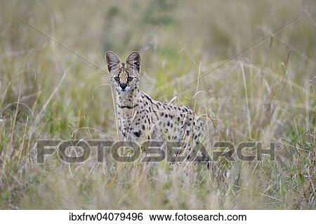 "Serval (Leptailurus serval), hunting, stalking in the tall grass, Maasai Mara, Kenya, Africa" View Large Photo Image Stock Photograph - "Serval (Leptailurus serval), hunting, stalking in the tall grass, Maasai Mara, Kenya, Africa". Fotosearch