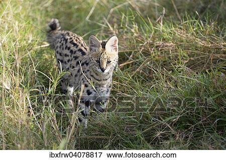 Stock Photo - "Serval (Leptailurus serval), juvenile, hunting, stalking in the tall grass, Maasai Mara, Kenya, Africa". Fotosearch