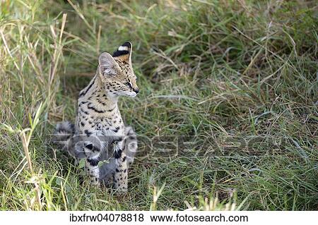 "Serval (Leptailurus serval), juvenile, observing the surroundings, sitting in tall grass, Maasai Mara, Kenya, Africa" View Large Photo Image Stock Photo - "Serval (Leptailurus serval), juvenile, observing the surroundings, sitting in tall grass, Maasai Mara, Kenya, Africa". Fotosearch