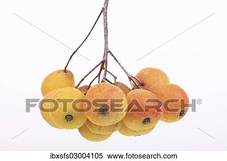 "Service tree (Sorbus domestica), fruit umbel, important ingredient for the production of cider" View Large Photo Image Stock Photography - "Service tree (Sorbus domestica), fruit umbel, important ingredient for the production of cider". Fotosearch