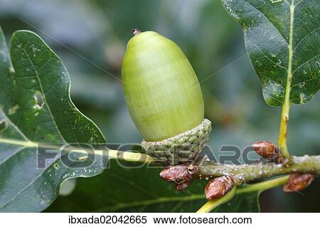 "Sessile or Durmast Oak (Quercus petraea, Quercus sessilis), unripe acorn on tree, Neunkirchen, Siegerland, North Rhine-Westphalia, Germany, Europe" View Large Photo Image Stock Photography - "Sessile or Durmast Oak (Quercus petraea, Quercus sessilis), unripe acorn on tree, Neunkirchen, Siegerland, North Rhine-Westphalia, Germany, Europe". Fotosearch