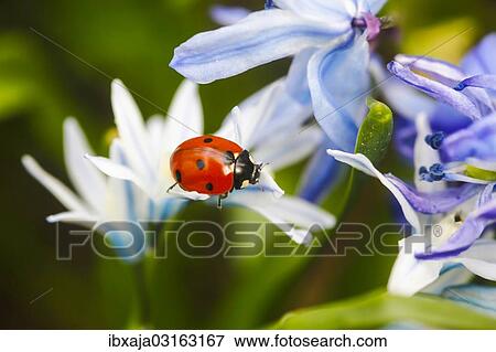 "Seven-spot Ladybird (Coccinella septempunctata) in a garden, Stuttgart, Baden-Wurttemberg, Germany, Europe" View Large Photo Image Stock Photo - "Seven-spot Ladybird (Coccinella septempunctata) in a garden, Stuttgart, Baden-Wurttemberg, Germany, Europe". Fotosearch