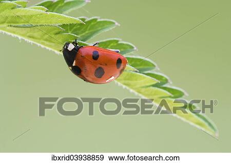 Seven-spot ladybird (Coccinella septempunctata) on a leaf View Large Photo Image Stock Photo - Seven-spot ladybird (Coccinella septempunctata) on a leaf. Fotosearch