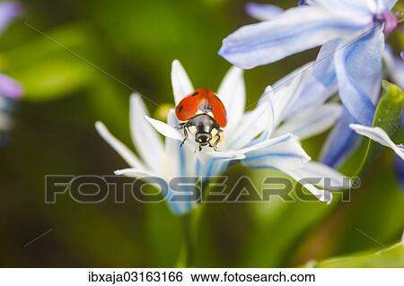 "Seven-spot Ladybird (Coccinella septempunctata) in a garden, Stuttgart, Baden-Wurttemberg, Germany, Europe" View Large Photo Image Stock Photograph - "Seven-spot Ladybird (Coccinella septempunctata) in a garden, Stuttgart, Baden-Wurttemberg, Germany, Europe". Fotosearch