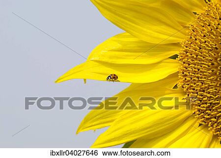 Seven-spot Ladybird (Coccinella septempunctata) on Sunflower (Helianthus annuus) View Large Photo Image Stock Photograph - Seven-spot Ladybird (Coccinella septempunctata) on Sunflower (Helianthus annuus). Fotosearch