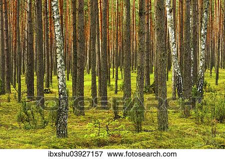 "Several Birch trees (Betula) growing in between Scots Pines (Pinus sylvestris) in a pine forest, Biebrza National Park, Poland, Europe" View Large Photo Image Stock Photo - "Several Birch trees (Betula) growing in between Scots Pines (Pinus sylvestris) in a pine forest, Biebrza National Park, Poland, Europe". Fotosearch