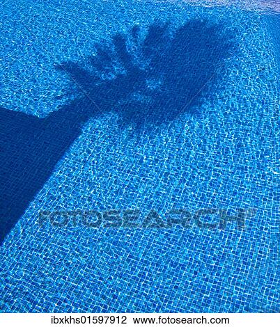 Shadow of a palm tree in a pool View Large Photo Image Stock Image - Shadow of a palm tree in a pool. Fotosearch