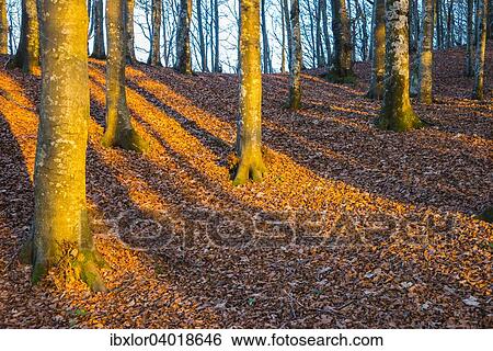 "Shadows of trunks on autumn leaves in evening light, Foreste Casentinesi National Park, Italy, Europe" View Large Photo Image Stock Photograph - "Shadows of trunks on autumn leaves in evening light, Foreste Casentinesi National Park, Italy, Europe". Fotosearch