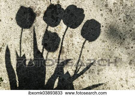 Stock Image - "Shadows of tulips on a wall, Germany, Europe". Fotosearch