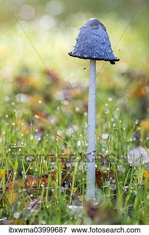 "Shaggy Ink Cap (Coprinus comatus), North Hesse, Hesse, Germany, Europe" View Large Photo Image Stock Photo - "Shaggy Ink Cap (Coprinus comatus), North Hesse, Hesse, Germany, Europe". Fotosearch