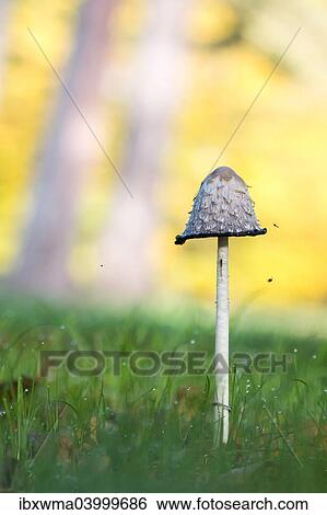 "Shaggy Ink Cap (Coprinus comatus), North Hesse, Hesse, Germany, Europe" View Large Photo Image Stock Photograph - "Shaggy Ink Cap (Coprinus comatus), North Hesse, Hesse, Germany, Europe". Fotosearch