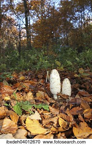 Stock Image - "Shaggy Ink Caps (Coprimus comatus) in autumnally coloured forest, Allgau, Bavaria, Germany, Europe". Fotosearch