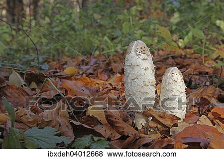 Stock Photo - "Shaggy Ink Caps (Coprimus comatus) in autumn foliage, Allgau, Bavaria, Germany, Europe". Fotosearch