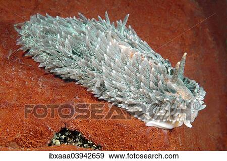 Stock Photo - "Shaggy Mouse Nudibranch (Aeolidia papillosa), Sea of Japan, Russia, Europe". Fotosearch
