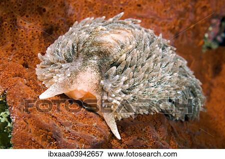 "Shaggy Mouse Nudibranch or Shag Rug Nudibranch (Aeolidia papillosa), Sea of Japan, Primorsky Krai, Russia, Europe" View Large Photo Image Stock Photo - "Shaggy Mouse Nudibranch or Shag Rug Nudibranch (Aeolidia papillosa), Sea of Japan, Primorsky Krai, Russia, Europe". Fotosearch