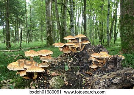 "Shaggy Pholiota (Pholiota squarrosa), Allgaeu, Bavaria, Germany, Europe" View Large Photo Image Stock Image - "Shaggy Pholiota (Pholiota squarrosa), Allgaeu, Bavaria, Germany, Europe". Fotosearch