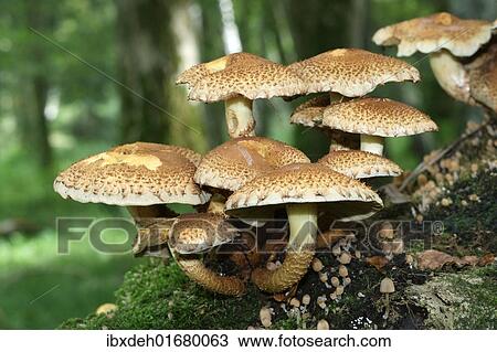 Stock Image - "Shaggy Pholiota (Pholiota squarrosa), Allgaeu, Bavaria, Germany, Europe". Fotosearch