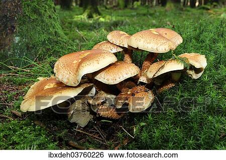 "Shaggy Scalycap or Scaly Pholiota (Pholiota squarrosa), Allgau, Swabia, Bavaria, Germany, Europe" View Large Photo Image Stock Photograph - "Shaggy Scalycap or Scaly Pholiota (Pholiota squarrosa), Allgau, Swabia, Bavaria, Germany, Europe". Fotosearch