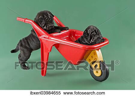 "Shar-Pei or Chinese Shar-Pei, puppies, males, 8 weeks, colour red" View Large Photo Image Stock Photography - "Shar-Pei or Chinese Shar-Pei, puppies, males, 8 weeks, colour red". Fotosearch